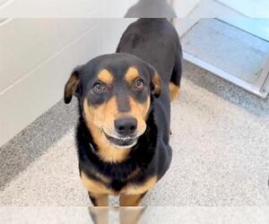 Rottweiler Dogs for adoption in Houston, TX, USA