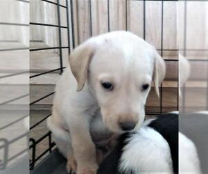 Small Bernese Mountain Dog-Labrador Retriever Mix