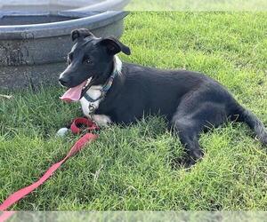 Labrador Retriever-Unknown Mix Dogs for adoption in Corpus Christi, TX, USA