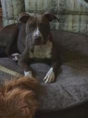 American Pit Bull Terrier-Unknown Mix Dogs for adoption in Gilbertsville, PA, USA