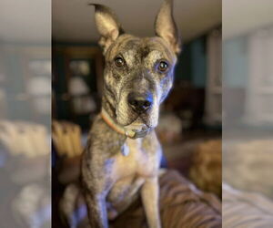 Boxer-Great Dane Mix Dogs for adoption in Minneapolis, MN, USA