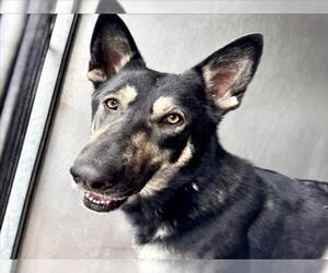 German Shepherd Dog-Unknown Mix Dogs for adoption in San Bernardino, CA, USA