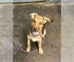 Mutt Dogs for adoption in Evansville, IN, USA