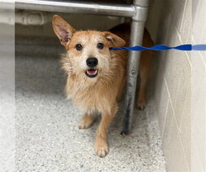 Cairn Terrier-Unknown Mix Dogs for adoption in Conroe, TX, USA