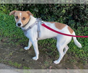 Mutt Dogs for adoption in Santa Cruz, CA, USA