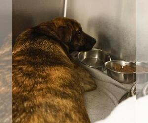 Black Mouth Cur Dogs for adoption in San Antonio, TX, USA