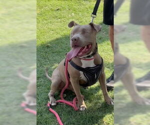 American Pit Bull Terrier Dogs for adoption in phoenix, AZ, USA