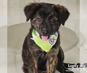 Australian Shepherd-Unknown Mix Dogs for adoption in Washington, DC, USA
