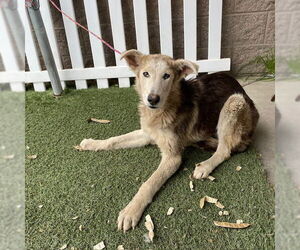 German Shepherd Dog-Unknown Mix Dogs for adoption in Modesto, CA, USA