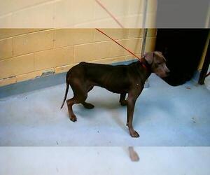 Mutt Dogs for adoption in Tulsa, OK, USA