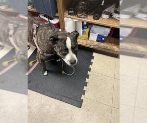 Staffordshire Bull Terrier Dogs for adoption in Stockton, CA, USA