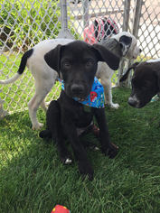 Small Labrador Retriever-Staffordshire Bull Terrier Mix