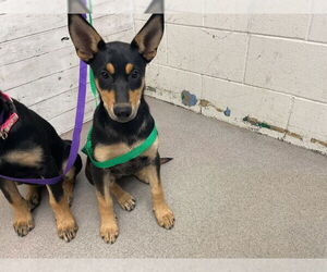 Doberman Pinscher Dogs for adoption in San Bernardino, CA, USA