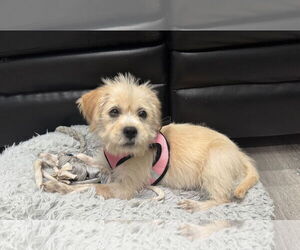 Mutt Dogs for adoption in Dallas, TX, USA