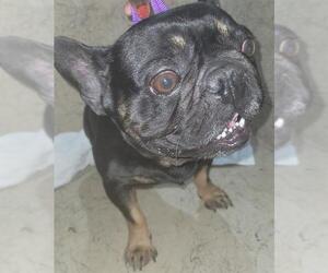 French Bulldog Dogs for adoption in St. Cloud, FL, USA