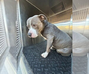 American Staffordshire Terrier Dogs for adoption in Lee's Summit, MO, USA