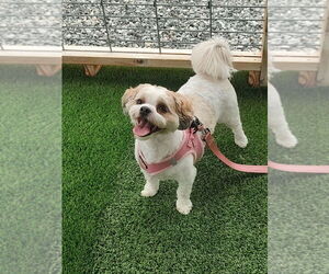 Zuchon Dogs for adoption in Mooresville, NC, USA