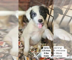 Mutt Dogs for adoption in Virginia Beach, VA, USA