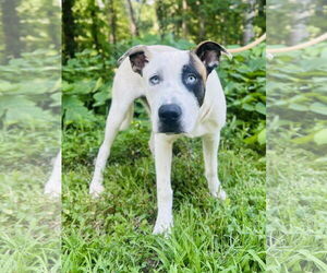 Mutt Dogs for adoption in Clarkesville, GA, USA