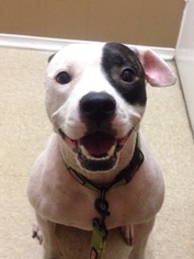 American Pit Bull Terrier-Dalmatian Mix Dogs for adoption in Tampa, FL, USA