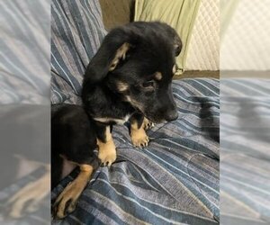 Basset Hound-Labrador Retriever Mix Dogs for adoption in New Hampton, NY, USA