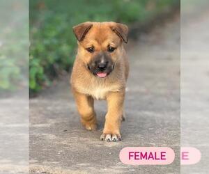 German Shepherd Dog-Unknown Mix Dogs for adoption in San Antonio, TX, USA