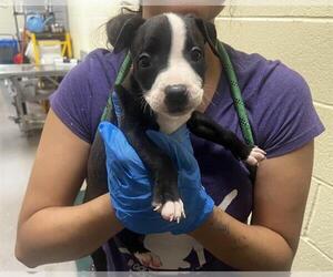 Mutt Dogs for adoption in Denver, CO, USA