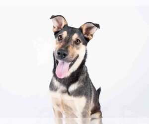 Australian Kelpie Dogs for adoption in Atlanta, GA, USA
