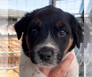 Australian Shepherd Dogs for adoption in Cottonwood, AZ, USA