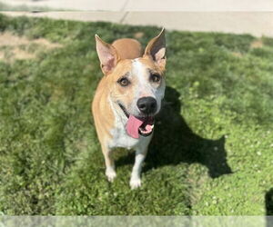 Mutt Dogs for adoption in Pueblo, CO, USA