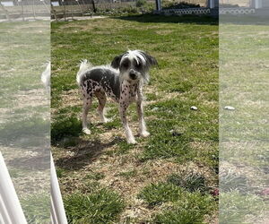 Mutt Dogs for adoption in Pacolet, SC, USA