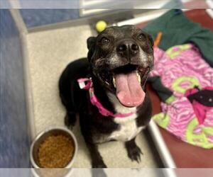 American Pit Bull Terrier-Unknown Mix Dogs for adoption in Fort Collins, CO, USA