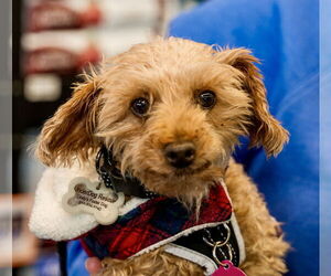 Poodle (Miniature) Dogs for adoption in St. Louis Park, MN, USA