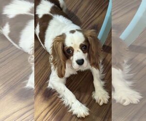 Medium Photo #1 Cavalier King Charles Spaniel Puppy For Sale in Sioux Falls, SD, USA