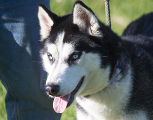 Siberian Husky Dogs for adoption in Harvard, IL, USA