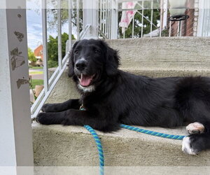 Labrador Retriever-Unknown Mix Dogs for adoption in Springdale, PA, USA