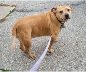 Bulldog-Unknown Mix Dogs for adoption in Dublin, OH, USA