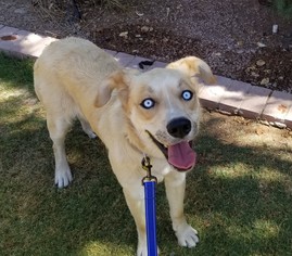 Goberian Dogs for adoption in Apache Junction, AZ, USA