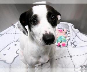 Chihuahua Dogs for adoption in Orange, CA, USA