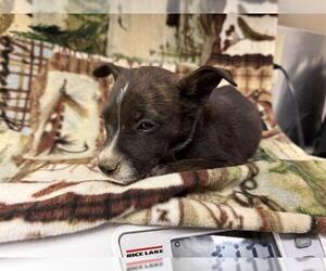 American Pit Bull Terrier-Unknown Mix Dogs for adoption in HESPERIA, CA, USA