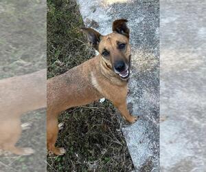 Rhodesian Ridgeback-Unknown Mix Dogs for adoption in Oakhurst, NJ, USA