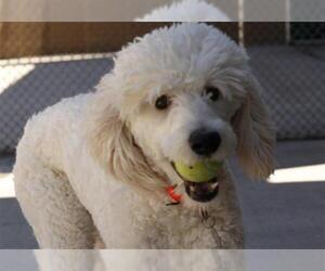 Poodle (Standard) Dogs for adoption in Denver, CO, USA