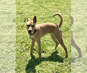 Labrador Retriever-Rhodesian Ridgeback Mix Dogs for adoption in Wakefield, RI, USA