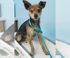 Border Terrier-Welsh Terrier Mix Dogs for adoption in Redondo Beach, CA, USA