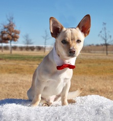 Medium Photo #1 Pembroke Welsh Corgi Puppy For Sale in Carrollton, TX, USA