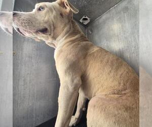 American Staffordshire Terrier-Unknown Mix Dogs for adoption in San Antonio, TX, USA