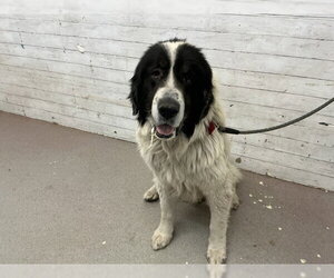 Bernese Mountain Dog-Unknown Mix Dogs for adoption in San Bernardino, CA, USA