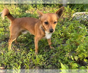 Chiranian Dogs for adoption in Palatka, FL, USA