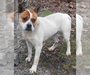 Boston Terrier-Unknown Mix Dogs for adoption in Dickson, TN, USA