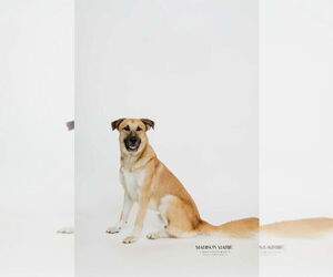 Anatolian Shepherd-Unknown Mix Dogs for adoption in Chestertown, MD, USA